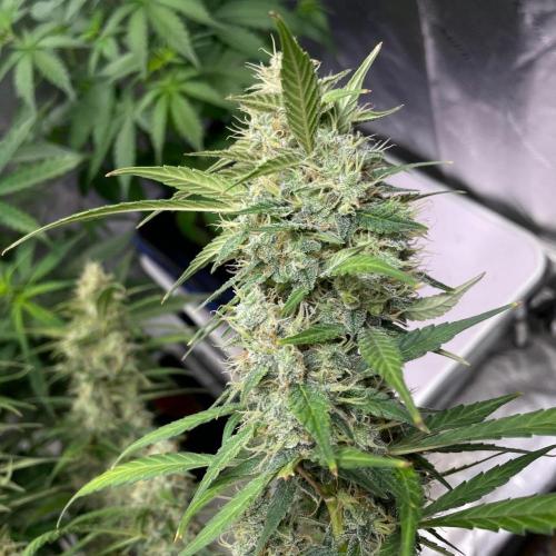 Eazyplug re-use test.. Week 10