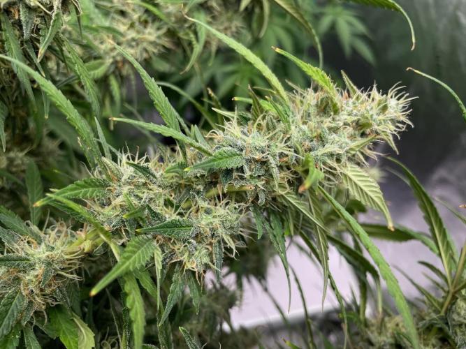 Eazyplug re-use test.. Week 10