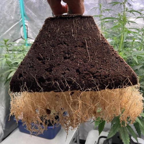 Eazyplug re-use test.. Week 10