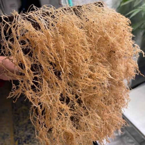 Eazyplug re-use test.. Week 10