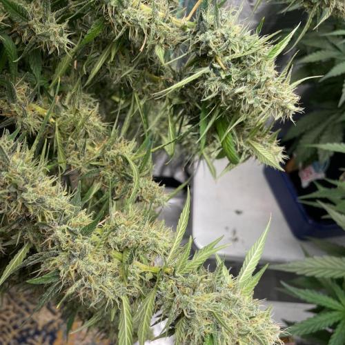 Eazyplug re-use test.. Week 10