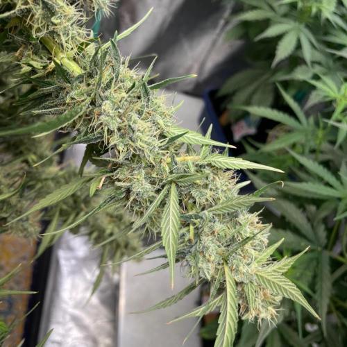 Eazyplug re-use test.. Week 10