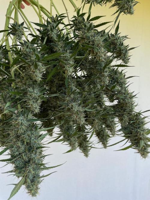 Eazyplug re-use test.. Week 10