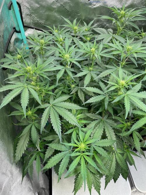 Night Owl x3. Week 5 - Instant Classik