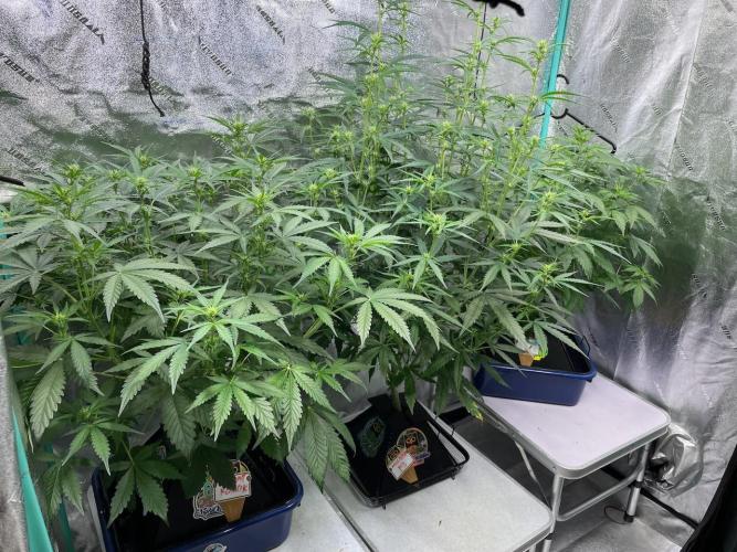 Night Owl x3. Week 5