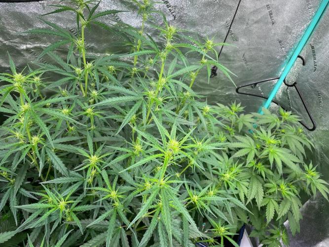 Night Owl x3. Week 5