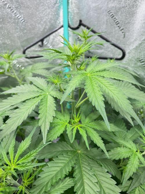 Night Owl x3. Week 5 - Compound V