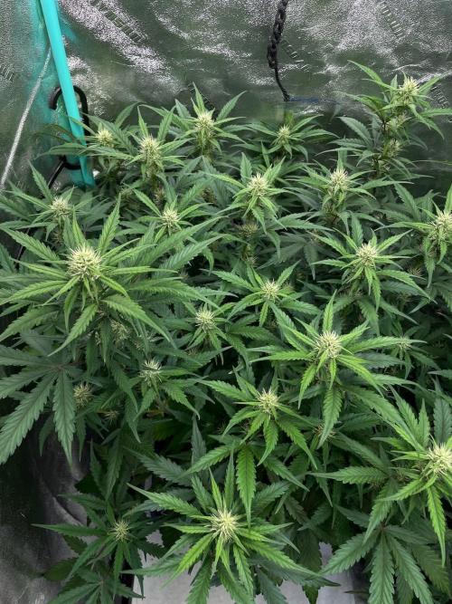 Night Owl x3. Week 6 - Instant Classik