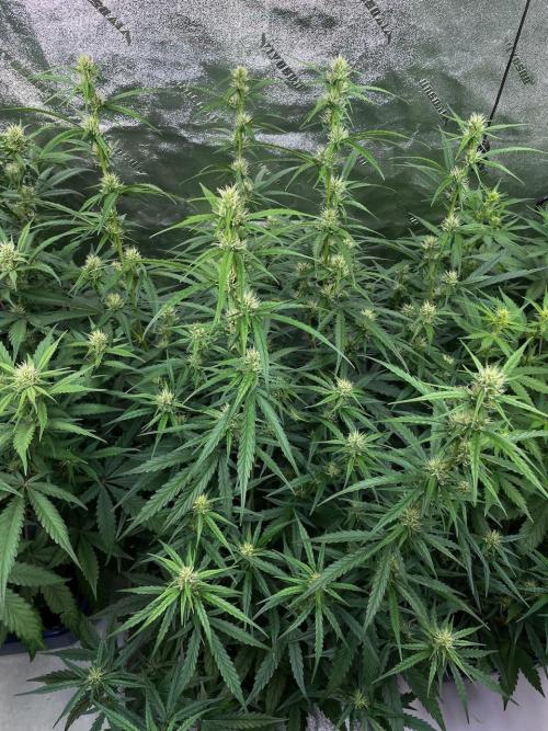 Night Owl x3. Week 6 - Mulberry F3