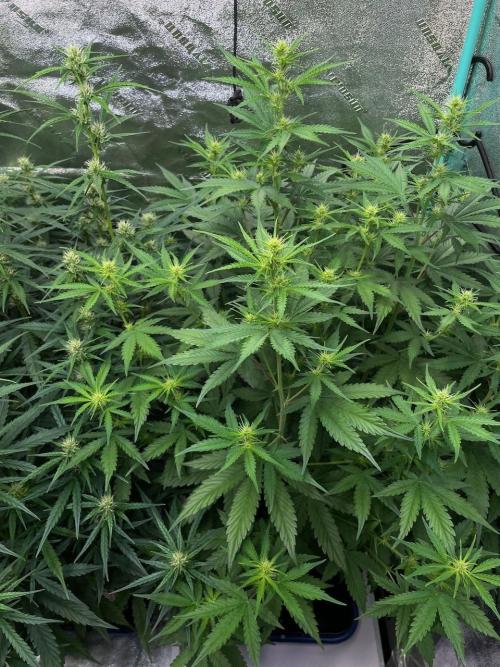 Night Owl x3. Week 6 -  Compound V