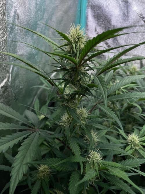 Night Owl x3. Week 6