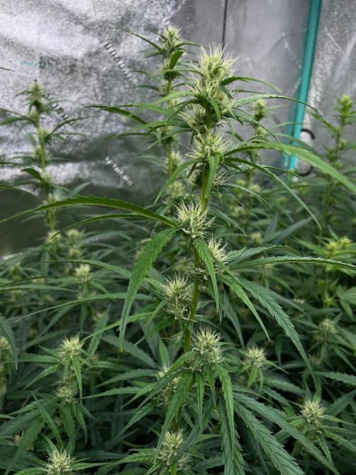 Night Owl x3. Week 6