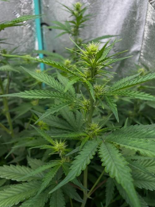 Night Owl x3. Week 6