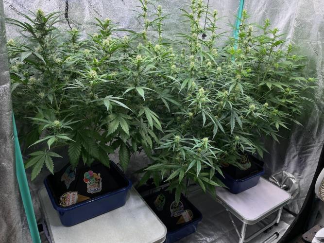 Night Owl x3. Week 6