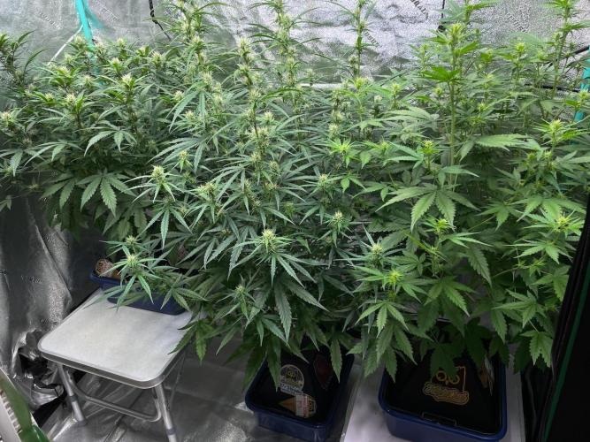 Night Owl x3. Week 6