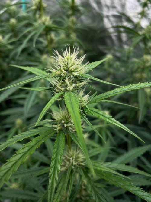 Night Owl x3. Week 6