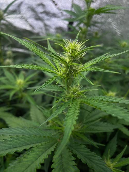 Night Owl x3. Week 6 - Compound V 4wks