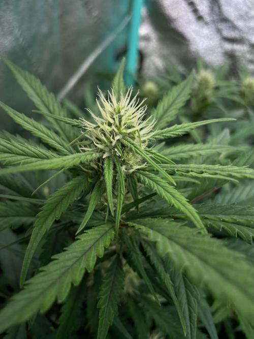 Night Owl x3. Week 6