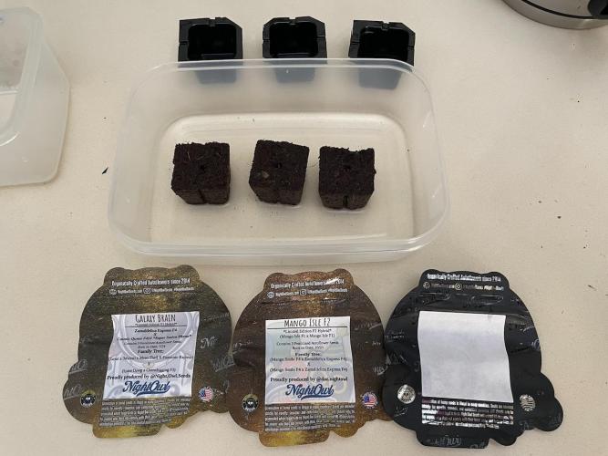 Galaxy Brain, Mango Isle, and Redball.. Week 0