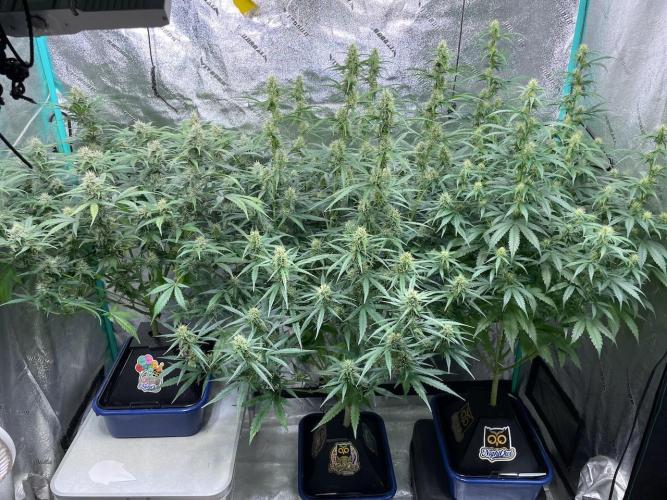 Instant Classik Mulberry F3 Compound V. Week 7