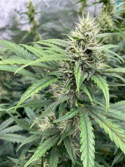 Instant Classik Mulberry F3 Compound V. Week 7 - Instant Classik 