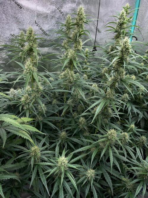 Instant Classik Mulberry F3 Compound V. Week 7 - Mulberry