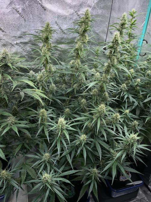 Instant Classik Mulberry F3 Compound V. Week 7 - Mulberry