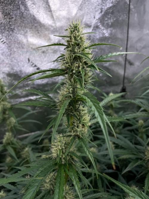 Instant Classik Mulberry F3 Compound V. Week 7 - Mulberry