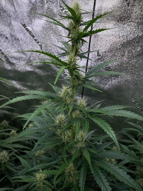 Instant Classik Mulberry F3 Compound V. Week 7 - Compound V a week behind at wk 6