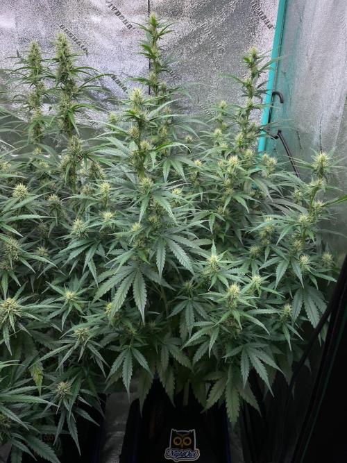 Instant Classik Mulberry F3 Compound V. Week 7 - Compound V