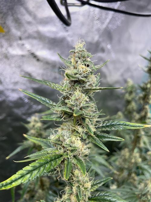Galaxy Brain, Mango Isle, and Redball.. Week 8
