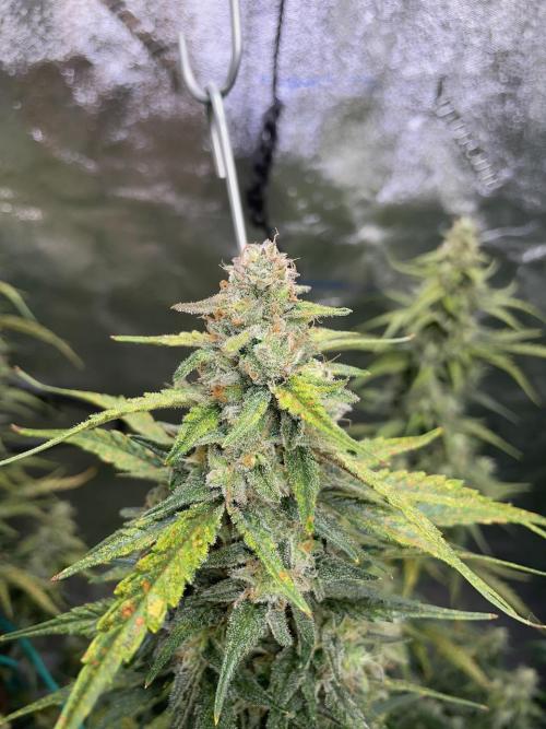 Galaxy Brain, Mango Isle, and Redball.. Week 8