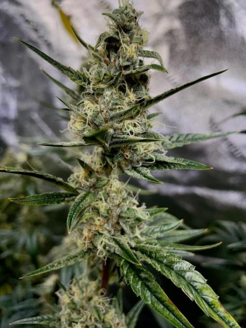 Galaxy Brain, Mango Isle, and Redball.. Week 8