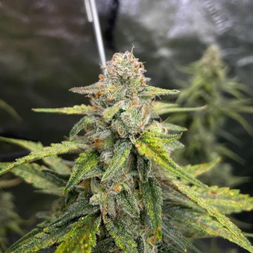 Galaxy Brain, Mango Isle, and Redball.. Week 8