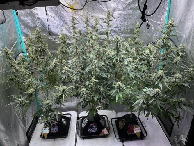 Galaxy Brain, Mango Isle, and Redball.. Week 8