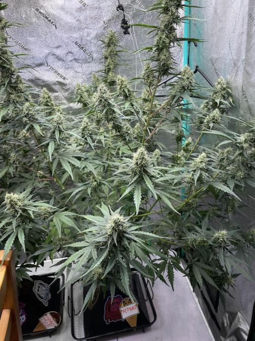 Galaxy Brain, Mango Isle, and Redball.. Week 8