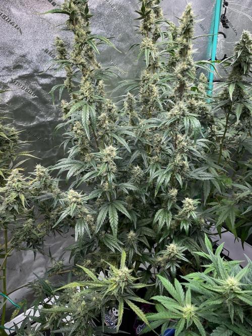 Galaxy Brain, Mango Isle, and Redball.. Week 8