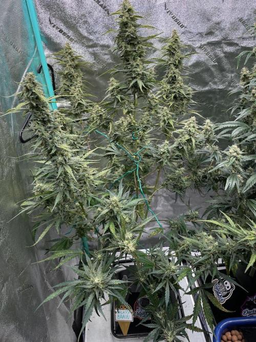 Galaxy Brain, Mango Isle, and Redball.. Week 8