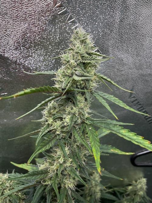 Galaxy Brain, Mango Isle, and Redball.. Week 8