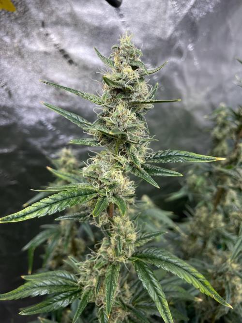 Galaxy Brain, Mango Isle, and Redball.. Week 8