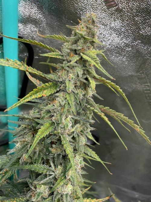 Galaxy Brain, Mango Isle, and Redball.. Week 8