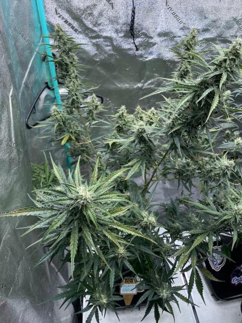 Galaxy Brain, Mango Isle, and Redball.. Week 7