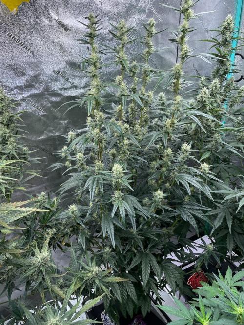 Galaxy Brain, Mango Isle, and Redball.. Week 7