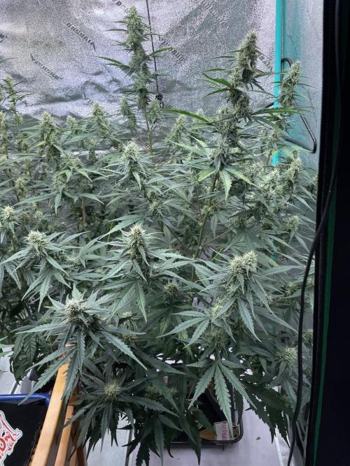 Galaxy Brain, Mango Isle, and Redball.. Week 7