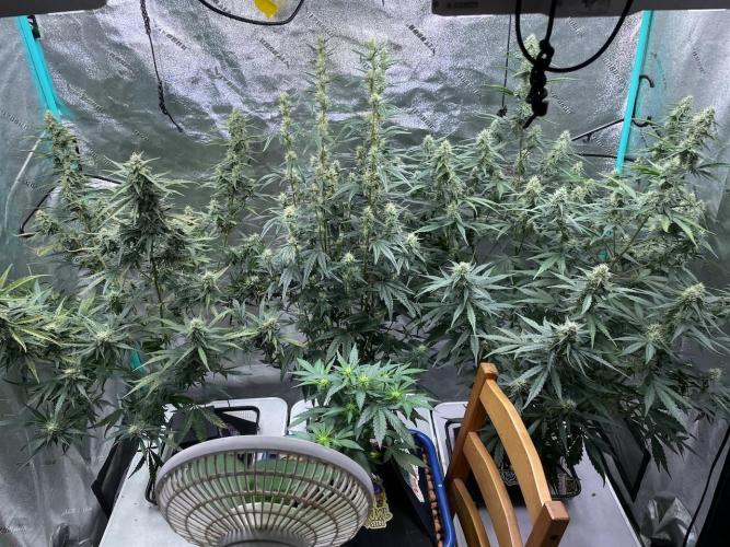 Galaxy Brain, Mango Isle, and Redball.. Week 7
