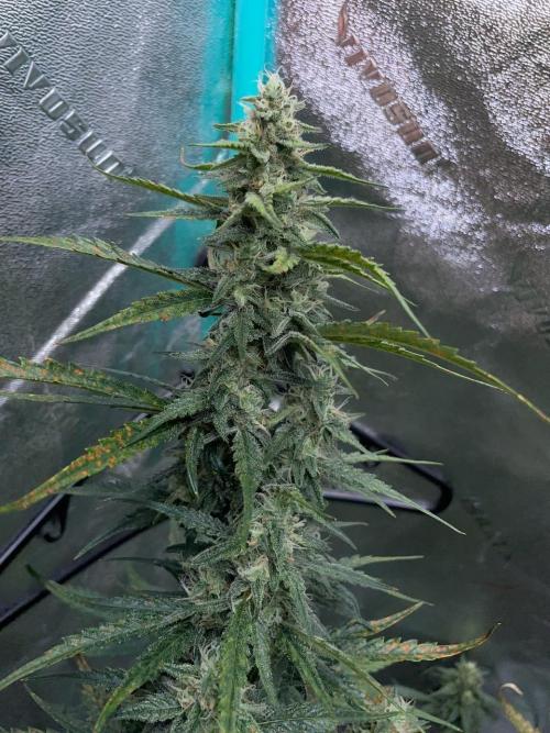 Galaxy Brain, Mango Isle, and Redball.. Week 7