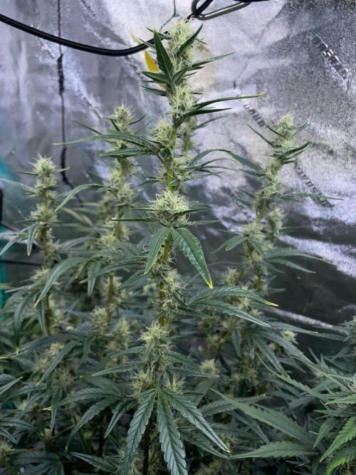 Galaxy Brain, Mango Isle, and Redball.. Week 7