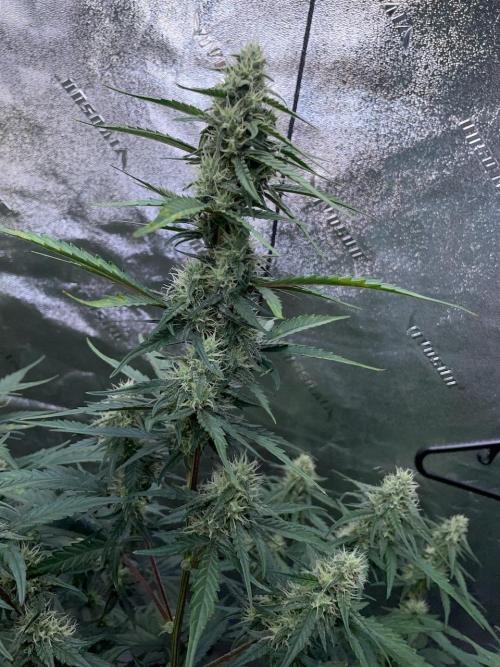 Galaxy Brain, Mango Isle, and Redball.. Week 7