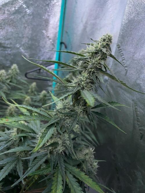 Galaxy Brain, Mango Isle, and Redball.. Week 7