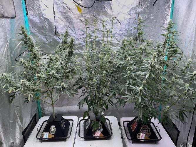 Galaxy Brain, Mango Isle, and Redball.. Week 6